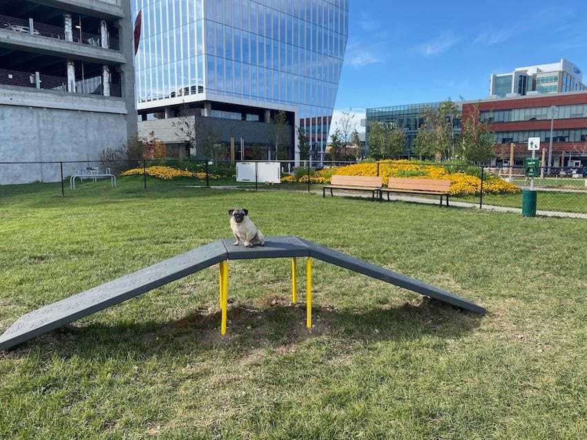 Canine Courtyard Bark Park Omaha, NE
